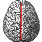 Human_brain_longitudinal_fissure