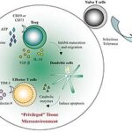 Immunoregulation_by_regulatory_T_cells_(Treg).