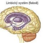 Limbicky_system
