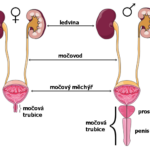 Mocovy_Trakt