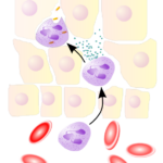 NeutrophilerAktion