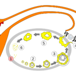 Order_of_changes_in_ovary.svg