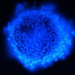 Pig_oocyte_dapi_4