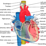 Relations_of_the_aorta,_trachea,_esophagus_and_other_heart_structures