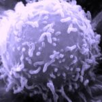 SEM_Lymphocyte