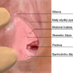 Skenes_gland_CZ