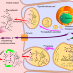 Thyroid_hormone_synthesis