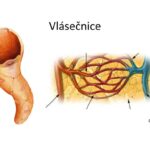 Vlásečnice Obr.7