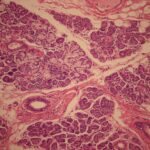 WVSOM_Submandibular_Gland