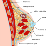 anatomie-prsa-1