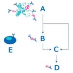 antibody-generation