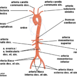 aorta