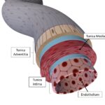 artery-layers-©Ohio-State-1-1024×960