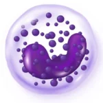 basophil-vector-type-white-blood-600nw-2334078823.jpg