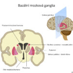 bazalni-mozkova-ganglia