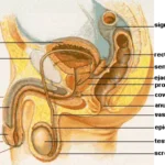 cowpers-gland