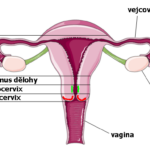 deloha_struktura