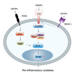 invivogen-DAMPs_signaling