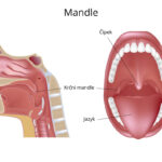 krcni-mandle