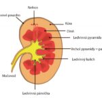 ledvina-01