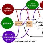 metabolismus