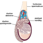 nadvarle_anatomie