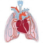 pulmonary-circulation-vector-0000051845-800