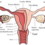 Female reproduction system structure science