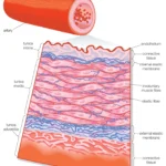 section-artery.jpg