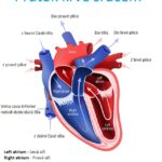 Circulation of blood through the heart. Cross section