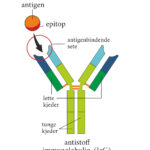 standard_compressed_epitop
