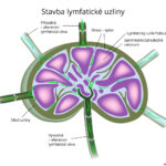 stavba-lymfaticke-uzliny