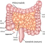strevo-anatomie