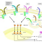 tlrs-functions-tz3xaj