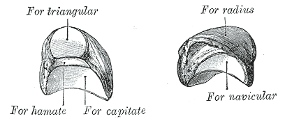 Levá poloměsíčitá kost. Gray's Anatomy, 1918