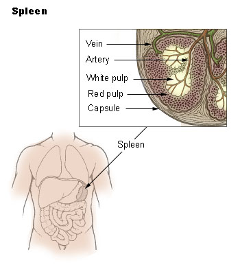Slezina (v obrázku označena jako „spleen“)