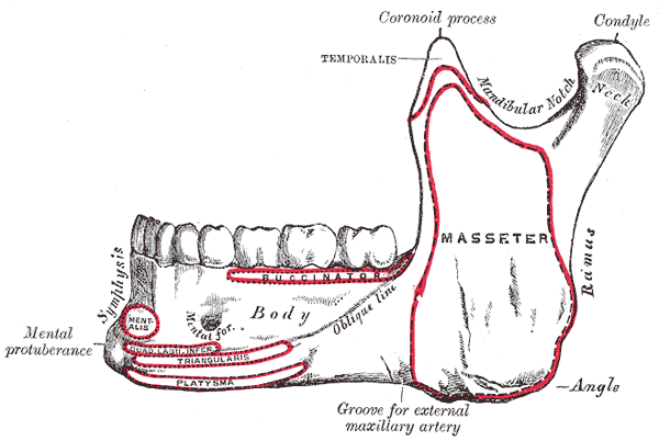 Mandibula-boční pohled