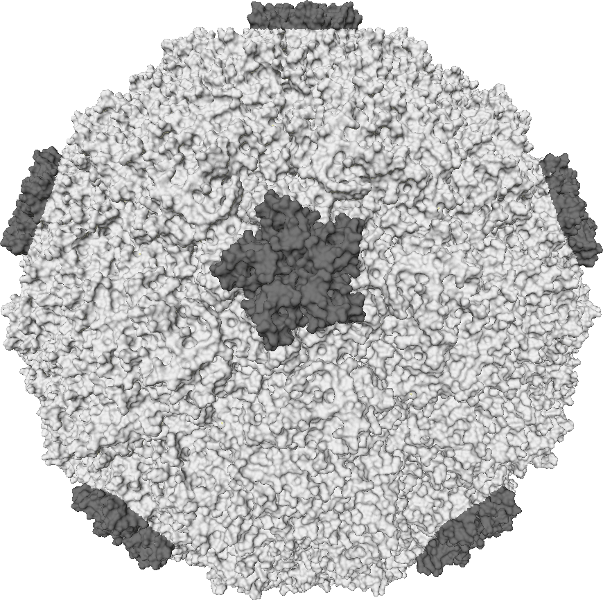 Molekulární povrch jedné varianty lidského rhinoviru