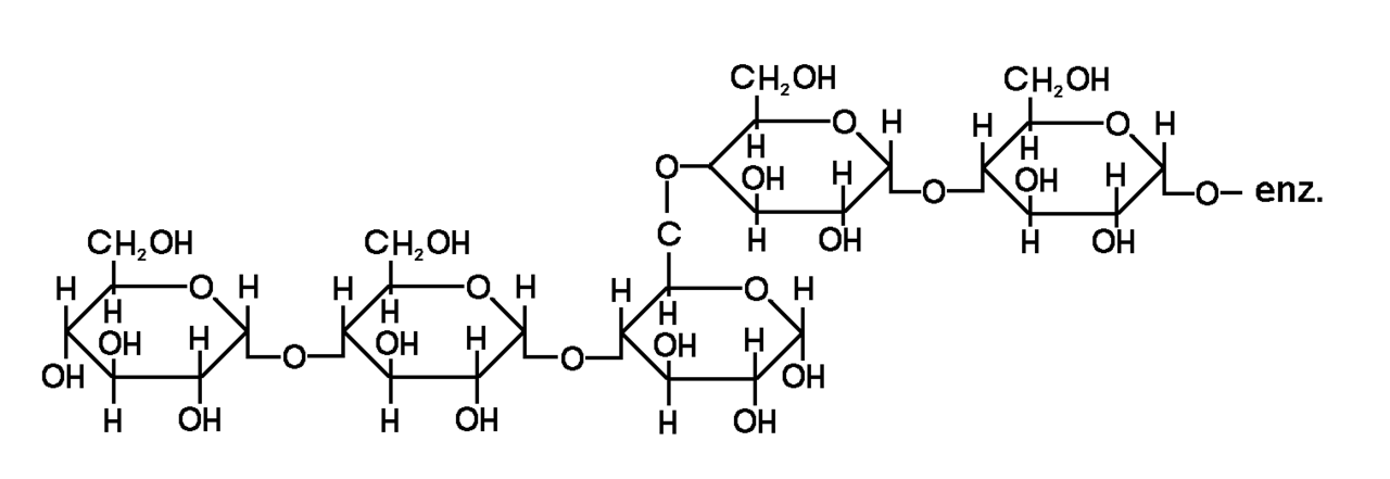 amylopektin
