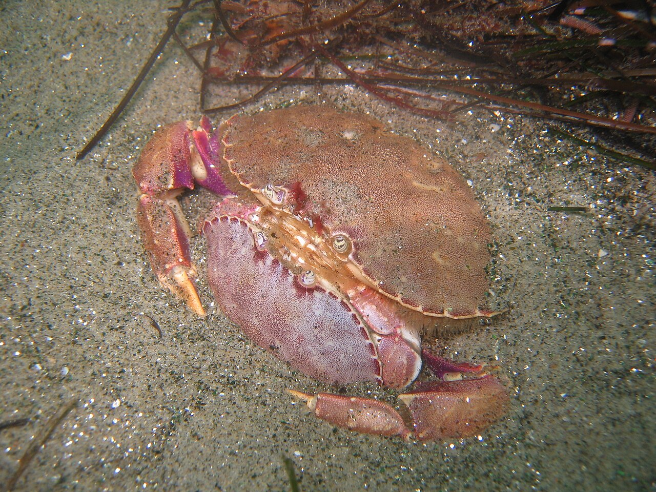 páření krabů