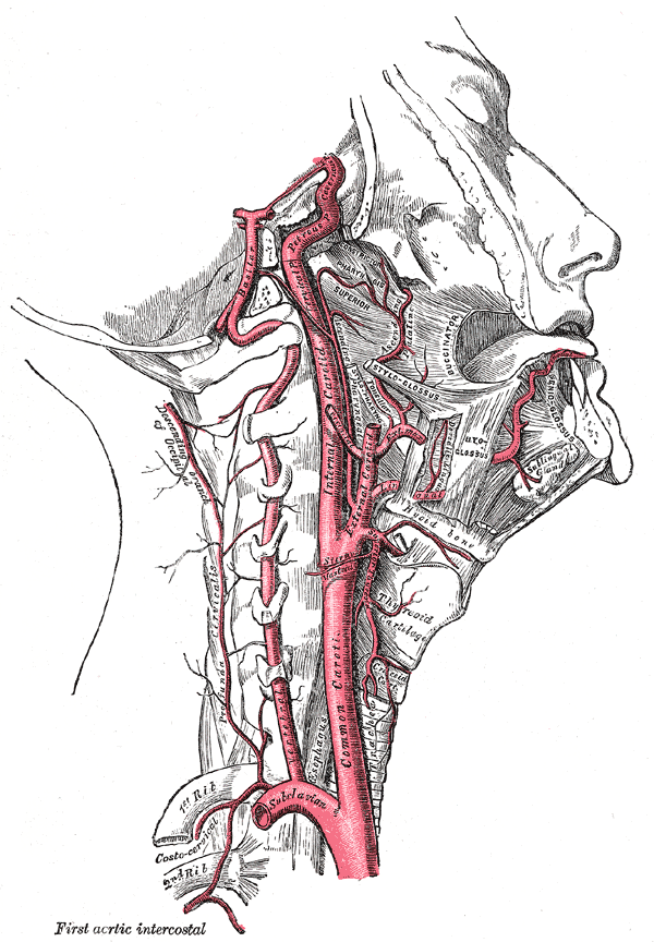 Krční tepny. Gray's Anatomy, 1918