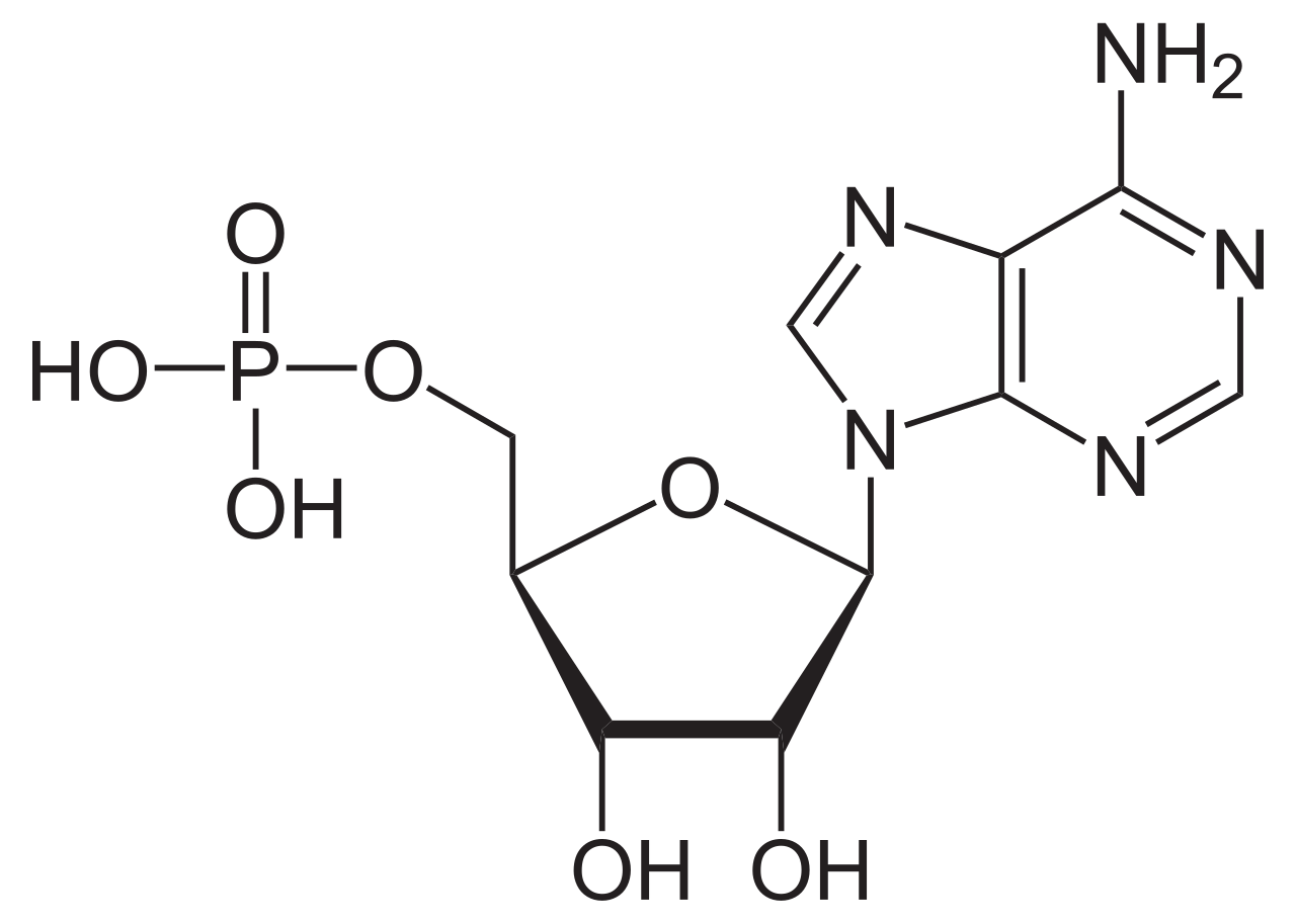 Adenosinmonofosfát