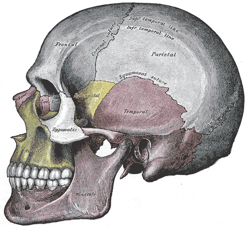 Lebka, laterální pohled; nosní kost je úplně vlevo růžovou barvou Gray's Anatomy, 1918