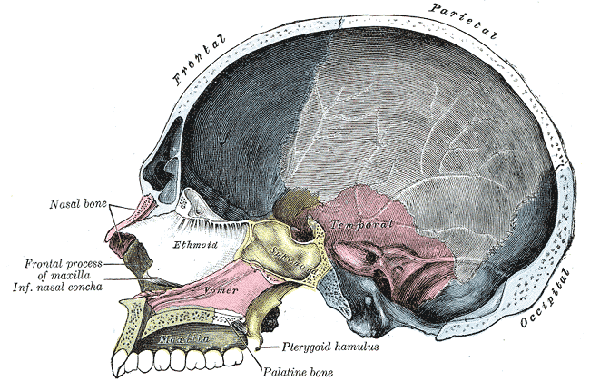 Sagitální řez lebkou, nosní kost je úplně vlevo růžovou barvou Gray's Anatomy, 1918