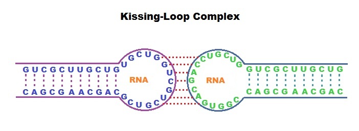 Schematické znázornění struktury kissing loops