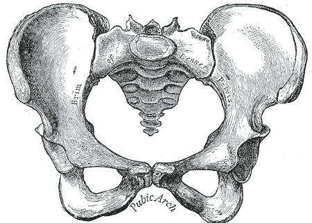 Ženská pánev (Gray's Anatomy, 1918)