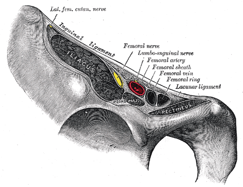 A. femoralis procházející v lacuna vasorum