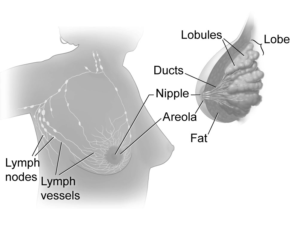 Asymmetrical Breasts.png