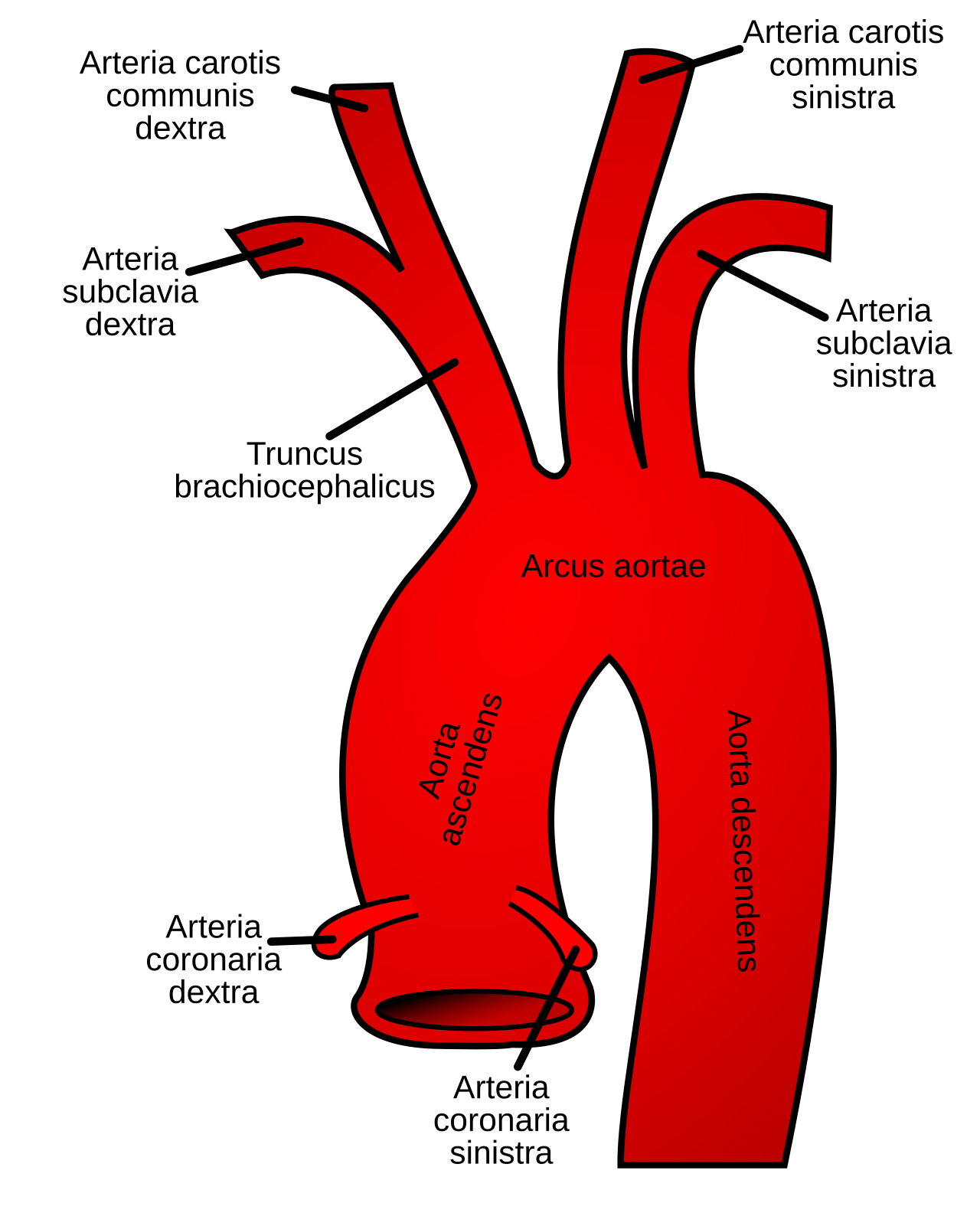 Arcus aortae pokračující v sestupnou aortu.
