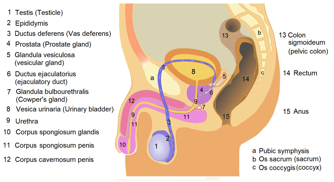 Mužská anatomie: močová trubice končí v žaludu
